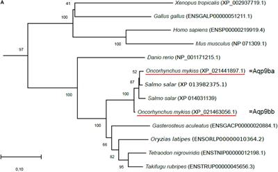 Hepatic Glycerol Metabolism-Related Genes in Carnivorous Rainbow Trout (Oncorhynchus mykiss): Insights Into Molecular Characteristics, Ontogenesis, and Nutritional Regulation